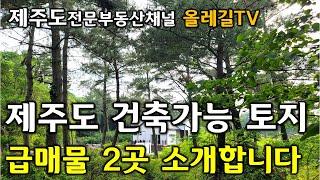 [추천 급매물] 제주도 남쪽과 서쪽에 위치한 토지 2곳 급매물 소식 전해드립니다  -제주도전문부동산채널 올레길TV-