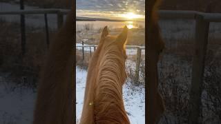 Therapy️‍🩹 #horse #sunset #freeriding #trending #edit #fyp #pony #equestrian #libertyhorse