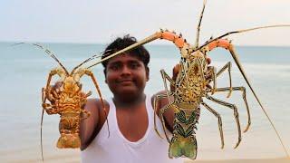 சிங்கி இறால் வேட்டை|King Lobster Hunting at Sea And Cooking|Village Hunting|Village FoodSafari Suppu