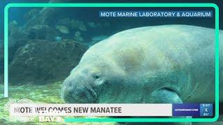 Mote introducing resident Florida manatee 'Buffett' to other rescued manatee