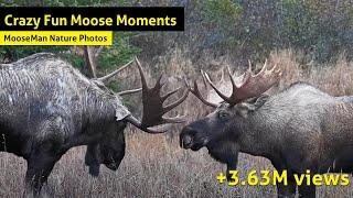 Crazy Fun Moose videos  - The Best Hits Mix!