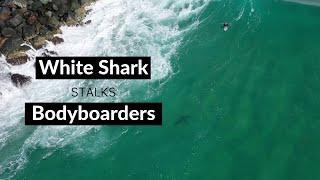 WHITE SHARK STALKS BODYBOARDERS - Shark Drone Footage