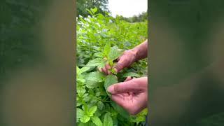 Identifying Lemon Balm on the Herbal Revolution Farm with Kathi Langelier