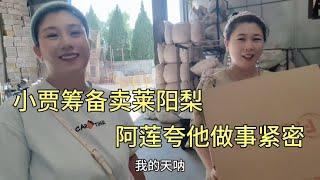 小贾筹备卖莱阳梨，万事俱备只欠东风，阿莲：你办事我放心