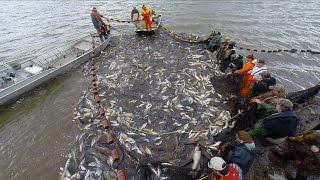 The Fight Against Asian Carp: The Unified Method