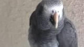 Where the Wild Greys Are - Grey Parrot Conservation, Part 1 of 3