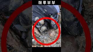 순간의 희열을 느껴보세요 #shorts #해루부부 #해루질