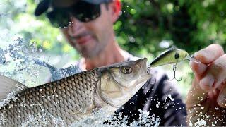 Better than real bait? Epic lure fishing for chub with Nick Marsh | Learn how to catch chub on lures