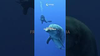  Our top 10 drift diving destinations to travel to in 2025!
