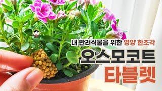 반려식물에게 주는 영양한조각 오스모코트 타블렛