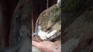 Horse Hoof Cleaning - Full video on the channel #shorts #farrier #satisfying #asmr