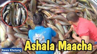 Fish Hunting Khotang RAWA Kholaa || Rawa Kholaa Maa Ashala Machaa Mariyo || Fish Hunting Vlog