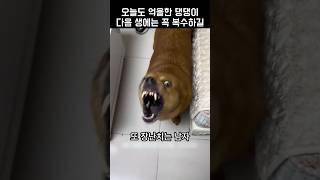 오늘도 억울한 댕댕이 다음 생에는 꼭 복수하길