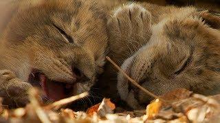 Lioness Cuddles Her Newborn Cubs | BBC Earth