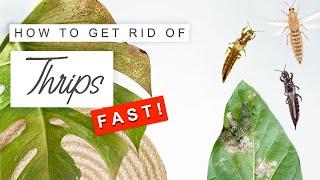 Get Rid Of Thrips FAST!  How To Treat + Prevent Thrips On Plants 