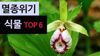 (랭킹박스) 한국 멸종위기 식물 TOP 6