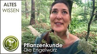 Die Wald Engelwurz und wie sie uns in Zeiten wie diesen helfen kann