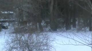 Deer in the backyard - 12th Feb. 2012