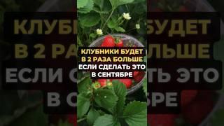 КЛУБНИКА БУДЕТ В 2 раза больше #дача #огород #рецепт #сад