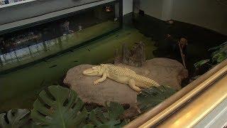 Claude, the albino alligator's, dramatic arrival at the Cal Academy in SF -- from the archives