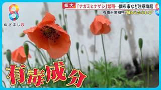 【有害外来植物】ポピーに似た花 “ナガミヒナゲシ”に調布市など注意喚起「触るとかぶれる」【めざまし８ニュース】