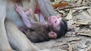 Fresh Newborn baby monkey look so weak, Newborn still not get milk from mom