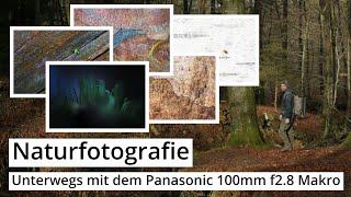 Naturfotografie: Unterwegs mit dem PANASONIC 100mm f2.8 MAKRO und der S5 II | Ein MAKROAUSFLUG