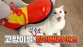 When You Accidentally Step On Cat (ENG SUB)