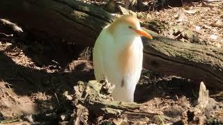 Koereiger in Taman Indonesia