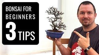 Bonsai Trees for Beginners: 3 Tips for Starting into Bonsai