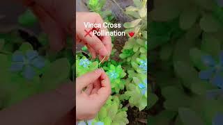 vinca Cross  Pollination #agriculture #flowers #gardening #plantphysiology #morphology #trending