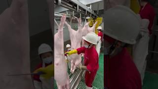 Inside a Modern Advanced Pig Slaughterhouse: A Clean and Efficient Process 