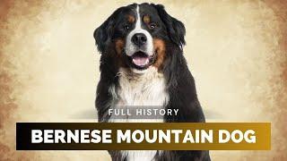 Bernese Mountain Dog - Full History