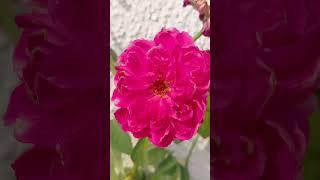 Pink rose # beautiful rose # beautiful flowers #