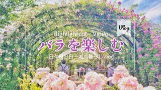 【Vlog】私のお気に入りのローズガーデン2022【Highlightcut】