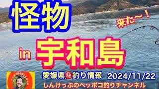 【愛媛県㊙️釣り情報】怪物in宇和島〜突然の襲来〜