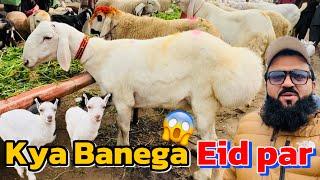 Rajanpuri desi Bakre | Kajlay chattre | chaki Dumbe | Kato maal | Lahore Bakra Mandi shapur kanjra