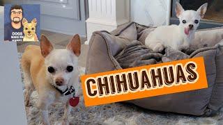 Meet the Chihuahuas | Meet the Dogs with Dog Guy Darin