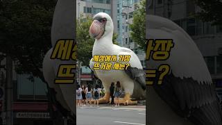 세상에서 가장 뜨거운 새는? #넌센스 #퀴즈 #장수퀴즈 #치매예방퀴즈