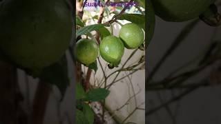 Guava fruiting in mygarden #shorts #gardening #fruitgarden