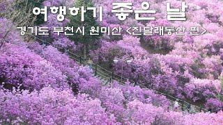 부천 진달래동산이 절정입니다.