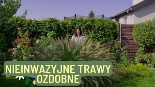 NIEINWAZYJNE TRAWY OZDOBNE . MISKANT CHIŃSKI . ROZPLENICA | Kasia in