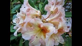 Rhododendron Flowers