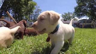 Puppy Romp 2