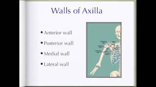 Axilla anatomy