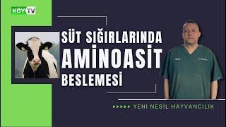 SÜT SIĞIRLARINDA AMİNOASİT BESLEMESİ GEREKLİLİĞİN DEĞERLENDİRİLMESİ | YENİ NESİL HAYVANCILIK