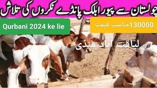 Liaquatabad Maweshi Mandi | 2024 ke Janwar | چولستانی گائے | Pakistani Qurbani Mandi | Cow Mandi