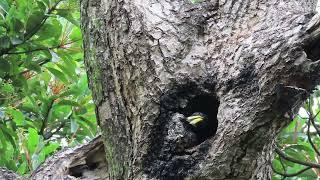 Great Barbets Nesting in Hong Kong