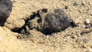 BBC Silver Desert Ant, Cataglyphis, Sahara Desert