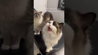 Every time  #meow